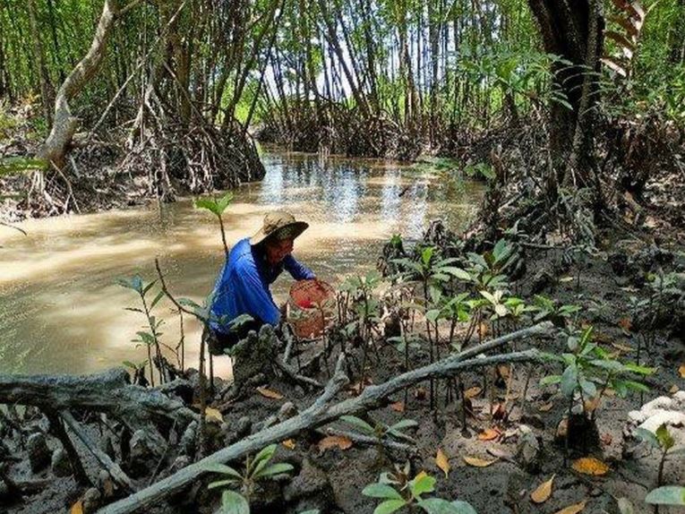 4 min 4 - Khám phá hệ sinh thái rừng ngập mặn Cà Mau