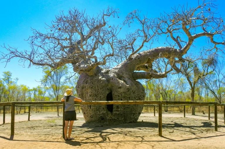 Cây baobab nổi tiếng hơn 1.500 tuổi gần Derby ở vùng Kimberley ở phía bắc Tây Australia.
