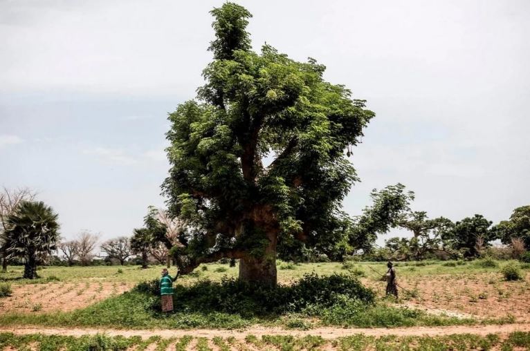 Lá baobab được dùng làm nguyên liệu thực phẩm ở dạng tươi hoặc khô.