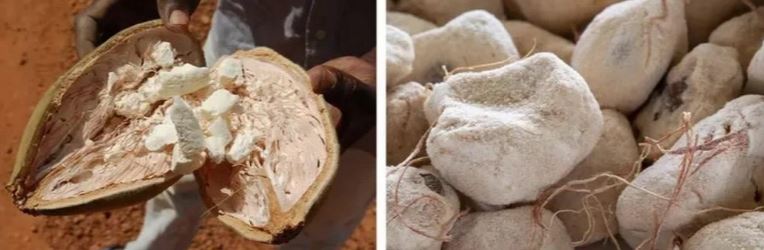 Quả baobab khô tự nhiên trên cành và có thể để 3 năm không bị hỏng. 