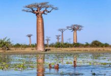 8 sự thật thú vị về baobab - loài cây kỳ lạ nhất trên Trái đất