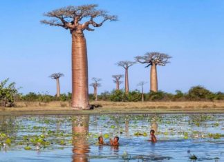 8 sự thật thú vị về baobab - loài cây kỳ lạ nhất trên Trái đất