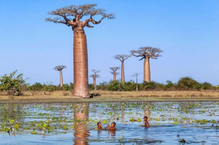 8 sự thật thú vị về baobab - loài cây kỳ lạ nhất trên Trái đất