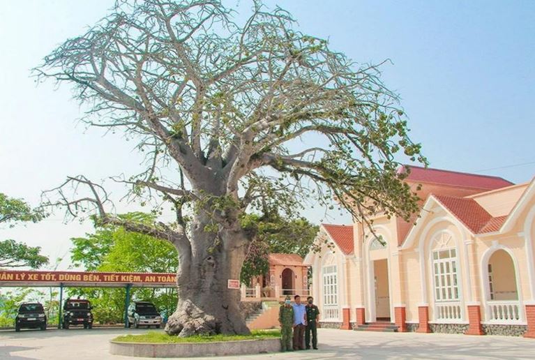 Cây bao báp trên đồi Ngũ Hổ, thành phố Hà Tiên, tỉnh Kiên Giang hơn 100 năm tuổi.