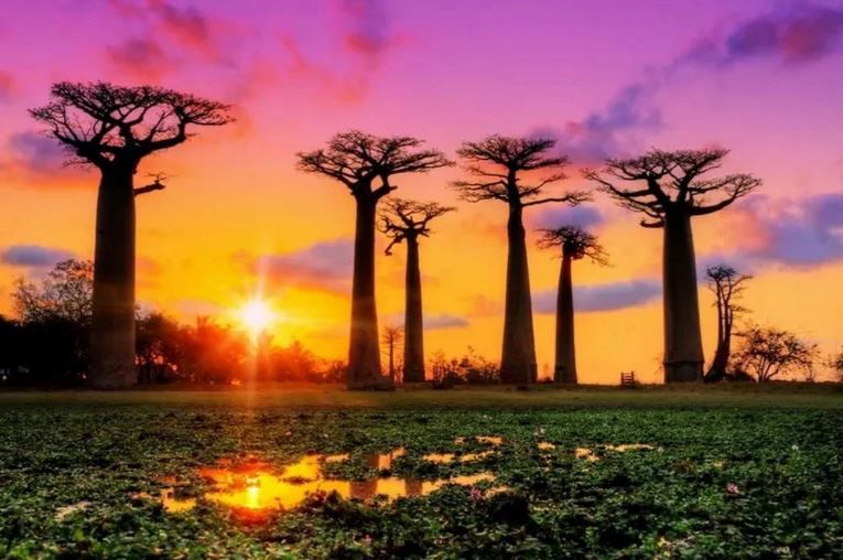 Cây baobab - biểu tượng của lục địa châu Phi. 