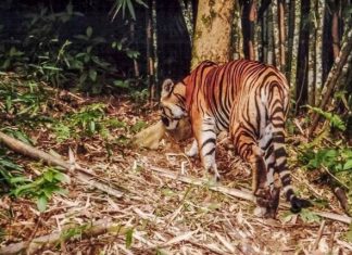 Quảng Bình: Người dân phát hiện cá thể hổ lớn sống hoang dã trong rừng