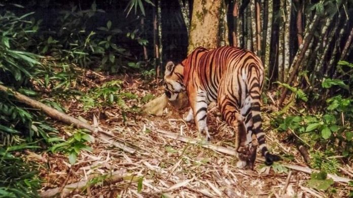 Quảng Bình: Người dân phát hiện cá thể hổ lớn sống hoang dã trong rừng