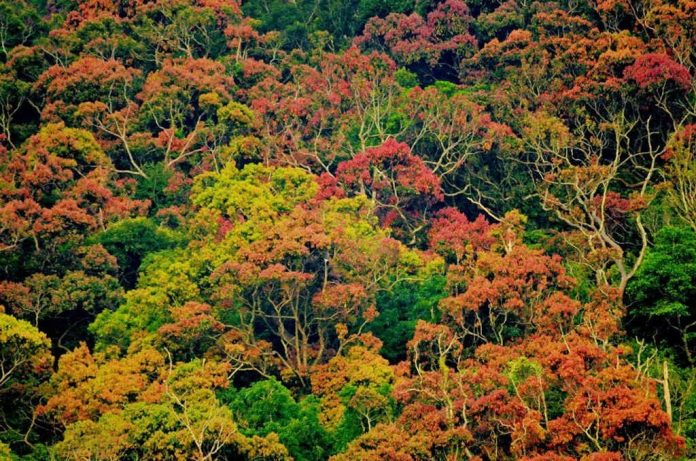 Đà Nẵng hiện có hơn 60 nghìn ha đất rừng và đất lâm nghiệp