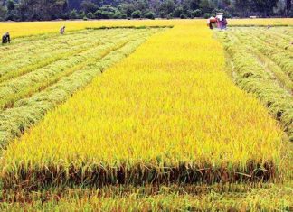 Đồng Tháp: Khởi động Đề án phát triển bền vững 01 triệu hec-ta lúa