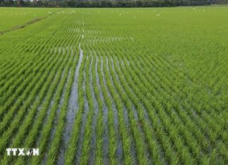 Đồng Tháp có hơn 1.200 mã vùng trồng, với diện tích hơn 114.000ha Đồng Tháp có hơn 1.200 mã vùng trồng, với diện tích hơn 114.000ha