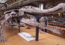 Brazil tìm thấy hóa thạch của loài bò sát giống cá sấu cổ đại
