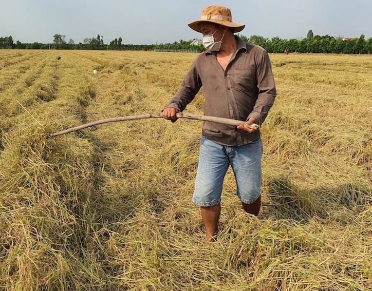 Phat trien lua gao ben vung 2 min - Phát triển lúa gạo bền vững: Nâng cấp chuỗi giá trị chính, đẩy mạnh sản phẩm phụ