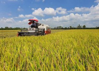 Phát triển lúa gạo bền vững: Nâng cấp chuỗi giá trị chính, đẩy mạnh sản phẩm phụ Phát triển lúa gạo bền vững: Nâng cấp chuỗi giá trị chính, đẩy mạnh sản phẩm phụ