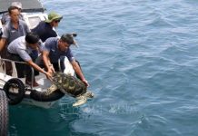 Bình Thuận: Thả 3 con rùa quý hiếm về với biển tự nhiên