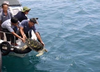 Bình Thuận: Thả 3 con rùa quý hiếm về với biển tự nhiên