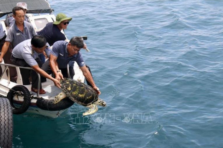 Tha 3 con rua quy hiem ve voi bien 2 min - Bình Thuận: Thả 3 con rùa quý hiếm về với biển tự nhiên
