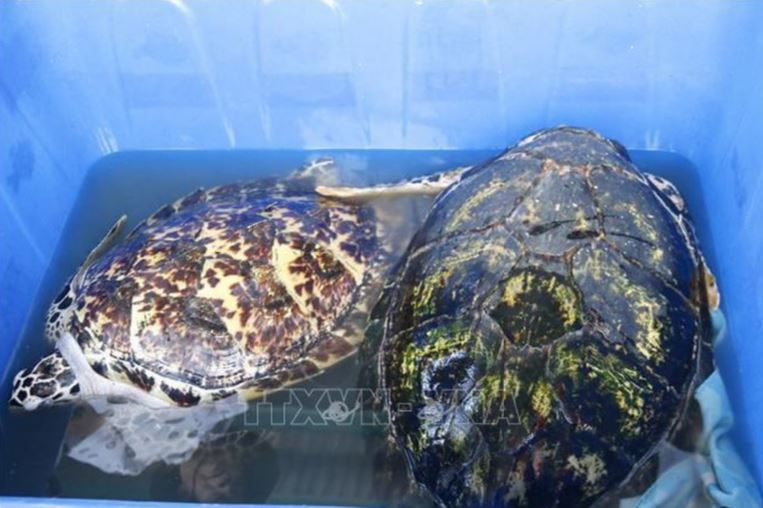 Tha 3 con rua quy hiem ve voi bien min - Bình Thuận: Thả 3 con rùa quý hiếm về với biển tự nhiên