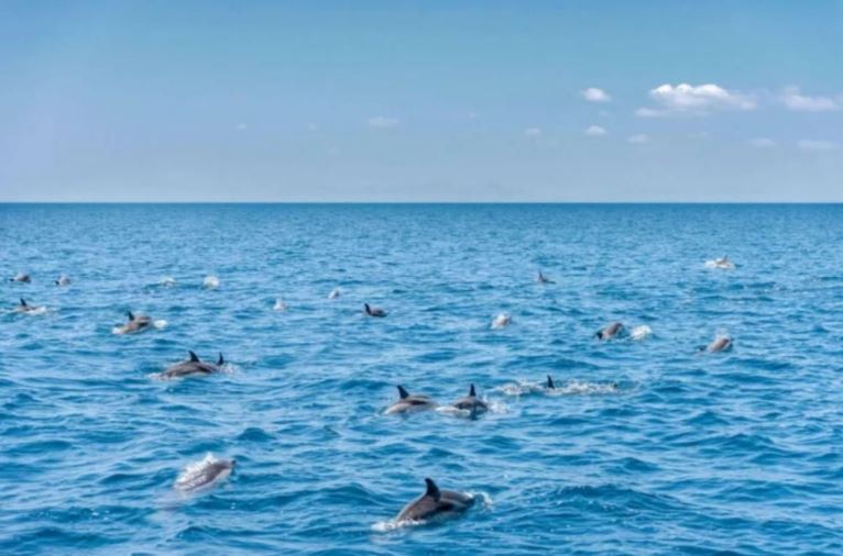 quan the ca heo song khoe min - Kỳ lạ quần thể cá heo sống khỏe tại một trong những thành phố ô nhiễm nhất Italy