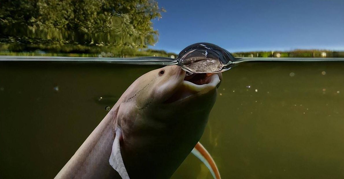 Cá phổi Tây Phi (Protopterus annectens) sở hữu khả năng phi thường có thể sống sót nhiều năm mà không cần nước hay thức ăn, loài cá này đã thu hút sự chú ý của các nhà khoa học và du khách từ khắp nơi trên thế giới.