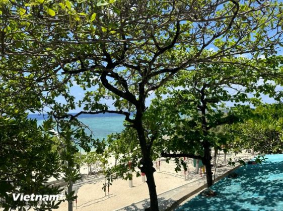 Những loại c&acirc;y sống tr&ecirc;n Quần đảo Trường Sa phải c&oacute; sức sống m&atilde;nh liệt, chống chọi với gi&oacute; cấp 12, thậm ch&iacute; cấp 14 v&agrave; hơi nước to&agrave;n vị muối biển mới c&oacute; thể trụ vững được. (Ảnh: Minh Anh/Vietnam+)