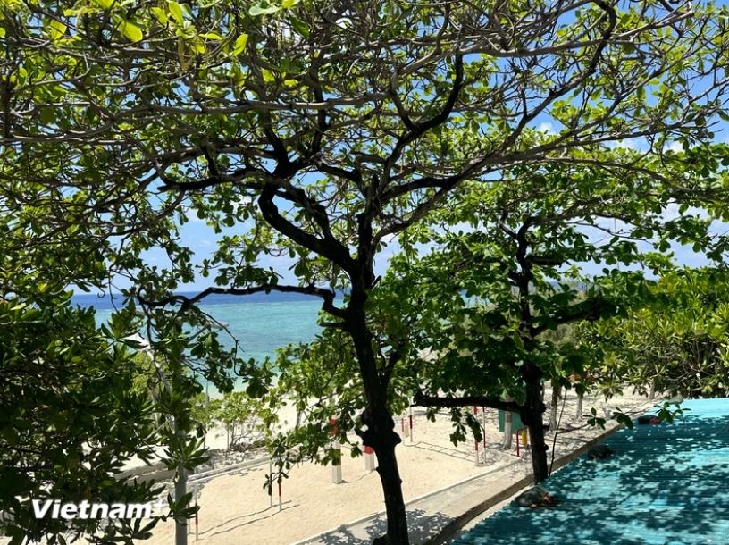 Những loại cây sống trên Quần đảo Trường Sa phải có sức sống mãnh liệt, chống chọi với gió cấp 12, thậm chí cấp 14 và hơi nước toàn vị muối biển mới có thể trụ vững được. (Ảnh: Minh Anh/Vietnam+) Những loại cây sống trên Quần đảo Trường Sa phải có sức sống mãnh liệt, chống chọi với gió cấp 12, thậm chí cấp 14 và hơi nước toàn vị muối biển mới có thể trụ vững được. (Ảnh: Minh Anh/Vietnam+)