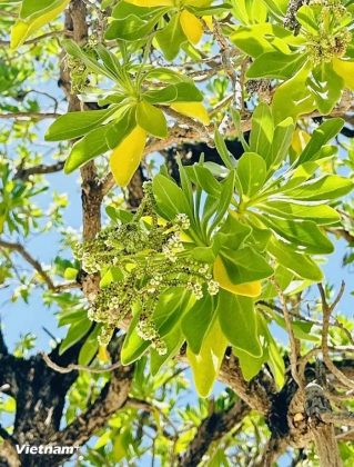 Vỏ c&acirc;y phong ba sần s&ugrave;i, như chứng t&iacute;ch của bao khắc nghiệt, d&atilde;i dầu giữa đảo Trường Sa đầy nắng c&ugrave;ng với với c&aacute;i mặn m&ograve;i của gi&oacute; biển mang theo đầy muối mặn m&agrave; n&oacute; phải gồng m&igrave;nh g&aacute;nh chịu. (Ảnh: Th&ugrave;y Giang/Vietnam+)