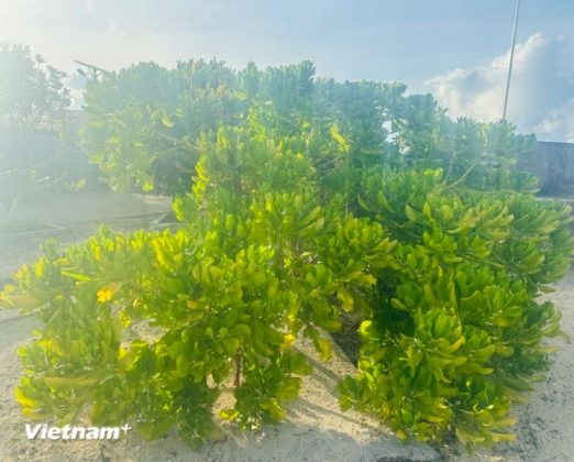C&acirc;y b&atilde;o t&aacute;p kh&ocirc;ng chỉ c&oacute; t&aacute;c dụng chắn gi&oacute;, c&aacute;t, chịu mặn v&agrave; giữ đất, m&agrave; c&ograve;n l&agrave;m b&oacute;ng m&aacute;t. (Ảnh: Th&ugrave;y Giang/Vietnam+)