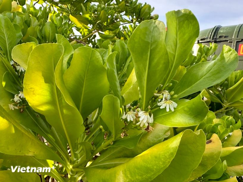 Hoa của cây bão táp màu trắng đục, có 5 cánh mỏng, nở từng chùm. (Ảnh: Thùy Giang/Vietnam+) Hoa của cây bão táp màu trắng đục, có 5 cánh mỏng, nở từng chùm. (Ảnh: Thùy Giang/Vietnam+)