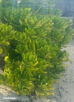 L&aacute; b&atilde;o t&aacute;p gần giống như l&aacute; b&agrave;ng vu&ocirc;ng, nhưng mỏng hơn v&agrave; nhỏ hơn; mềm mướt, kh&ocirc;ng cứng như l&aacute; b&agrave;ng m&agrave; rất dễ dập n&aacute;t. (Ảnh: Minh Anh/Vietnam+)