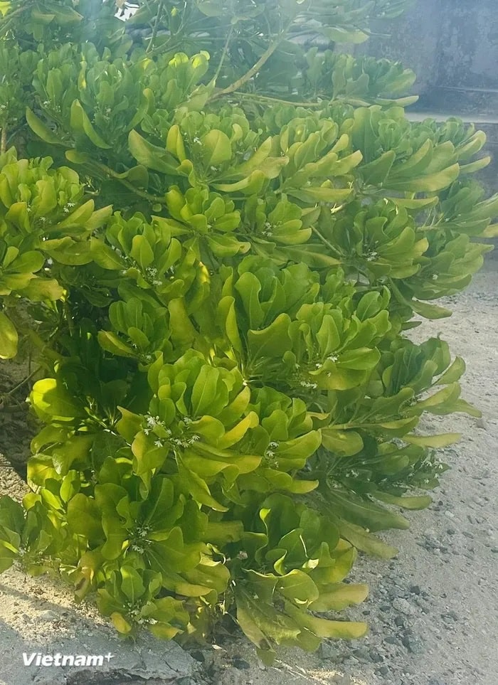 Lá bão táp gần giống như lá bàng vuông, nhưng mỏng hơn và nhỏ hơn; mềm mướt, không cứng như lá bàng mà rất dễ dập nát. (Ảnh: Minh Anh/Vietnam+) Lá bão táp gần giống như lá bàng vuông, nhưng mỏng hơn và nhỏ hơn; mềm mướt, không cứng như lá bàng mà rất dễ dập nát. (Ảnh: Minh Anh/Vietnam+)