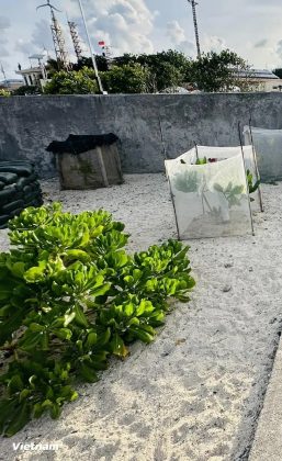 C&acirc;y b&atilde;o t&aacute;p được trồng đan xen những h&agrave;ng d&agrave;i ven biển. (Ảnh: Th&ugrave;y Giang/Vietnam+)