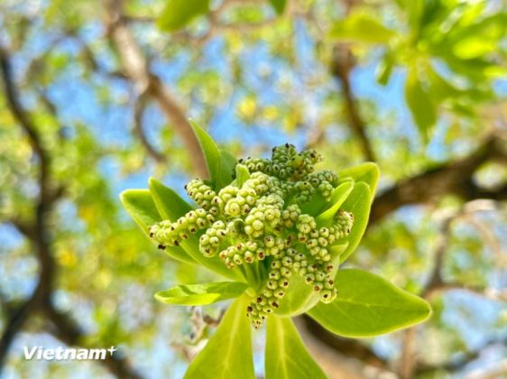 Những nụ hoa của c&acirc;y phong ba. (Ảnh: Th&ugrave;y Giang/Vietnam+)