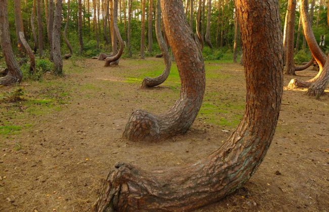 Theo một số th&ocirc;ng tin, c&aacute;c th&acirc;n c&acirc;y xoắn vặn do sự thay đổi thất thường của trọng lực tr&aacute;i đất hoặc do b&atilde;o tuyết khiến c&acirc;y bị cong