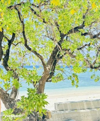 C&acirc;y phong ba hi&ecirc;n ngang, nhưng lại c&oacute; d&aacute;ng uyển chuyển mềm mại, c&oacute; những đường lượn rất ngoạn mục theo hướng gi&oacute;. (Ảnh: Th&ugrave;y Giang/Vietnam+)