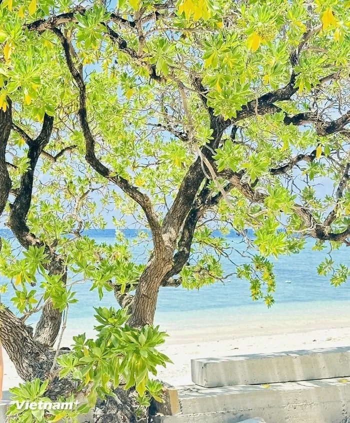 Cây phong ba hiên ngang, nhưng lại có dáng uyển chuyển mềm mại, có những đường lượn rất ngoạn mục theo hướng gió. (Ảnh: Thùy Giang/Vietnam+) Cây phong ba hiên ngang, nhưng lại có dáng uyển chuyển mềm mại, có những đường lượn rất ngoạn mục theo hướng gió. (Ảnh: Thùy Giang/Vietnam+)