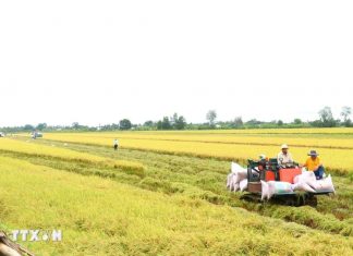 Thu hoạch vụ lúa chất lượng cao đầu tiên ở Cần Thơ Thu hoạch vụ lúa chất lượng cao đầu tiên ở Cần Thơ