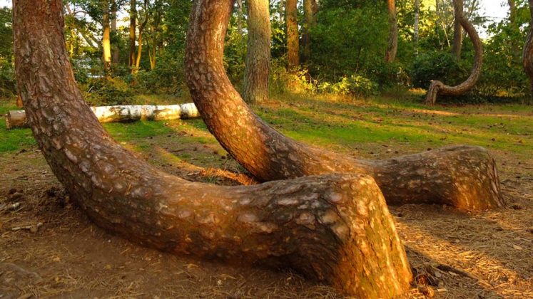 Trong khi đ&oacute;, c&oacute; giả thiết nhận định c&aacute;c c&acirc;y bị cong như vậy l&agrave; do xe tăng ch&egrave;n qua