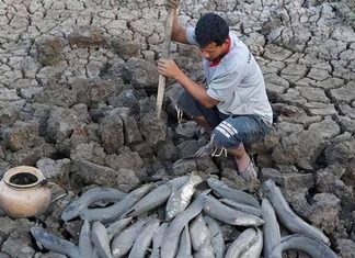 Loài cá kỳ lạ nhất châu Phi: Ẩn mình dưới lòng đất nhiều năm không cần ăn uống nhưng vẫn không thể thoát khỏi bàn tay của con người