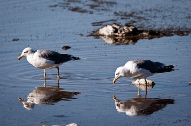 Ng&agrave;y nay, hồ Mono l&agrave; nơi cư tr&uacute; phổ biến cho c&aacute;c lo&agrave;i chim di cư v&agrave; lo&agrave;i m&ograve;ng biển California (một lo&agrave;i chim biển). Do độ mặn của hồ qu&aacute; cao n&ecirc;n c&aacute;c lo&agrave;i t&ocirc;m nước mặn sinh sống ở đ&acirc;y cũng dần khan hiếm, thậm ch&iacute; l&agrave; kh&ocirc;ng thể sống s&oacute;t.