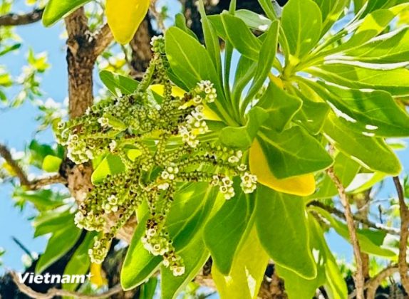 Đặc biệt hơn, những ch&ugrave;m hoa trắng nhỏ li ti như kiểu hoa sữa v&agrave; c&oacute; m&ugrave;i hương d&igrave;u dịu. (Ảnh: Th&ugrave;y Giang/Vietnam+)