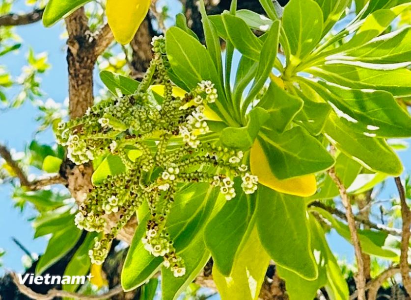Đặc biệt hơn, những chùm hoa trắng nhỏ li ti như kiểu hoa sữa và có mùi hương dìu dịu. (Ảnh: Thùy Giang/Vietnam+) Đặc biệt hơn, những chùm hoa trắng nhỏ li ti như kiểu hoa sữa và có mùi hương dìu dịu. (Ảnh: Thùy Giang/Vietnam+)