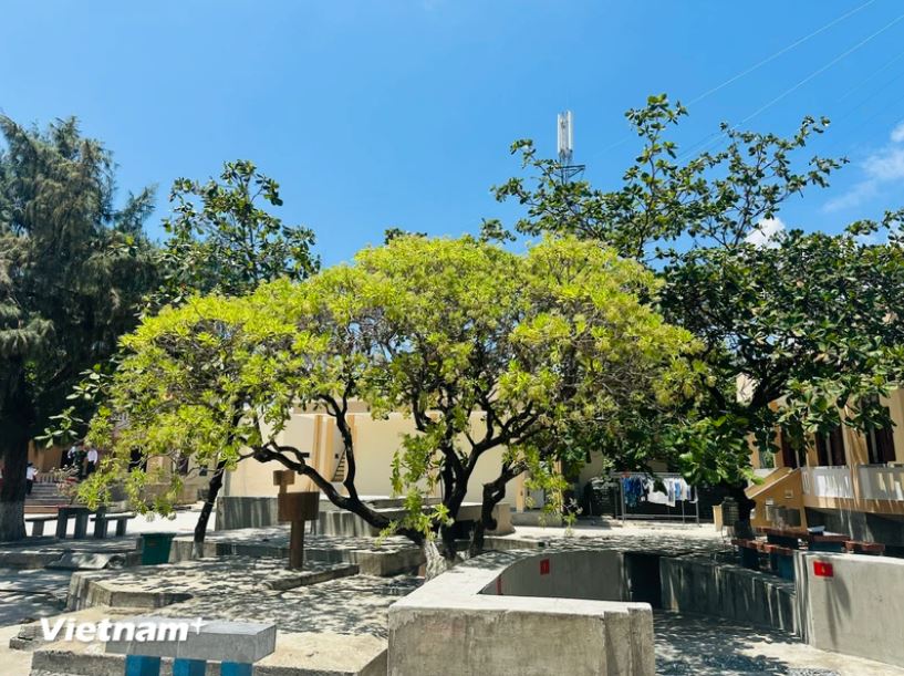 Cây phong ba trưởng thành khá cao, cành vươn ngang, tỏa bóng mát xuống bề mặt đảo. (Ảnh: Thùy Giang/Vietnam+) Cây phong ba trưởng thành khá cao, cành vươn ngang, tỏa bóng mát xuống bề mặt đảo. (Ảnh: Thùy Giang/Vietnam+)