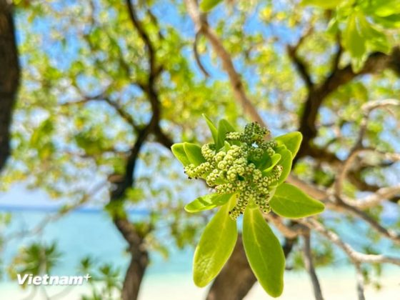 Những chiếc l&aacute; c&acirc;y phong ba to v&agrave; d&agrave;y, mặt tr&ecirc;n mịn. (Ảnh: Th&ugrave;y Giang/Vietnam+)