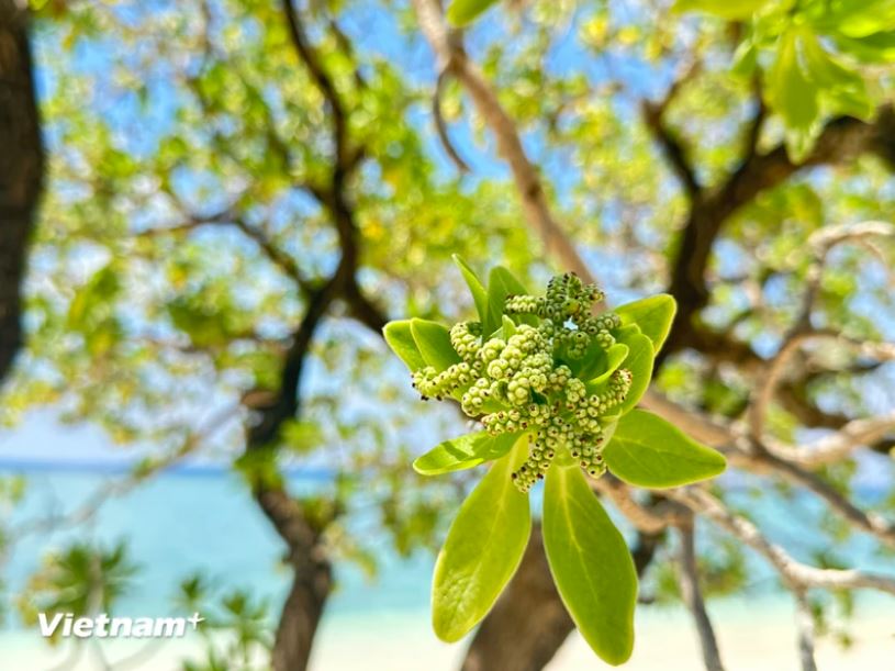 Những chiếc lá cây phong ba to và dày, mặt trên mịn. (Ảnh: Thùy Giang/Vietnam+) Những chiếc lá cây phong ba to và dày, mặt trên mịn. (Ảnh: Thùy Giang/Vietnam+)