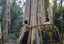 Nâng cao hiệu quả kinh tế rừng gắn với du lịch