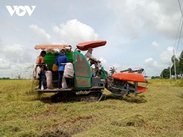 Đề án 1 triệu hecta lúa tại Cần Thơ sẽ nâng cao đời sống, thu nhập của người dân