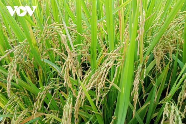 Hàng năm Cần Thơ sản xuất 3 vụ lúa với sản lượng hơn 1,3 triệu tấn lúa