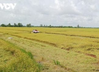 Đề án 1 triệu ha lúa tại Cần Thơ sẽ nâng cao đời sống, thu nhập của người dân Đề án 1 triệu ha lúa tại Cần Thơ sẽ nâng cao đời sống, thu nhập của người dân