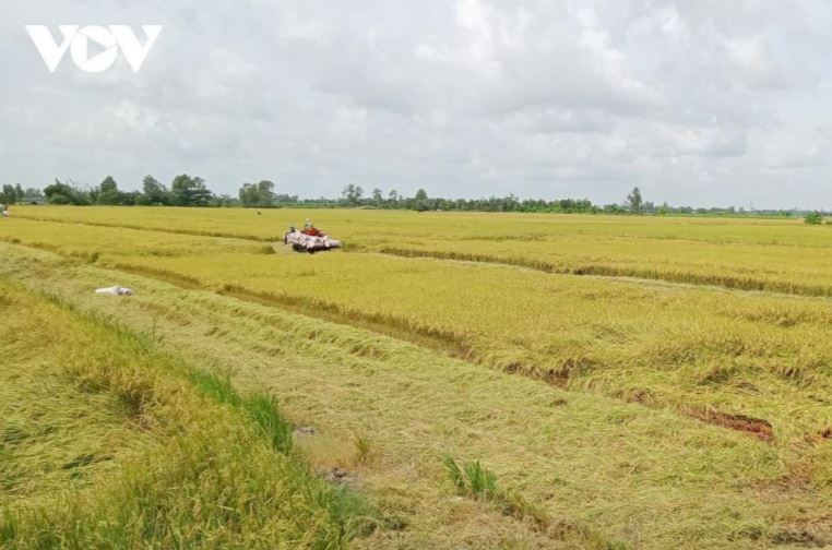 Đề án 1 triệu ha lúa tại Cần Thơ sẽ nâng cao đời sống, thu nhập của người dân