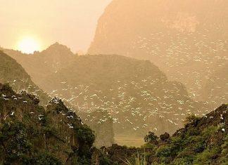 Ninh Bình: Độc đáo vườn chim tự nhiên lớn nhất miền Bắc